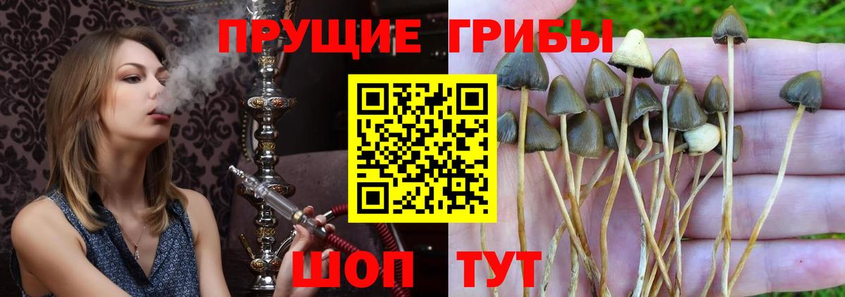 Псилоцибиновые грибы GOLDEN TEACHER Кольчугино